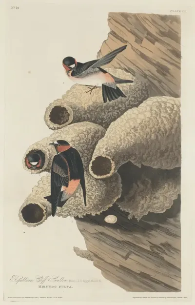 Republican Cliff Swallow