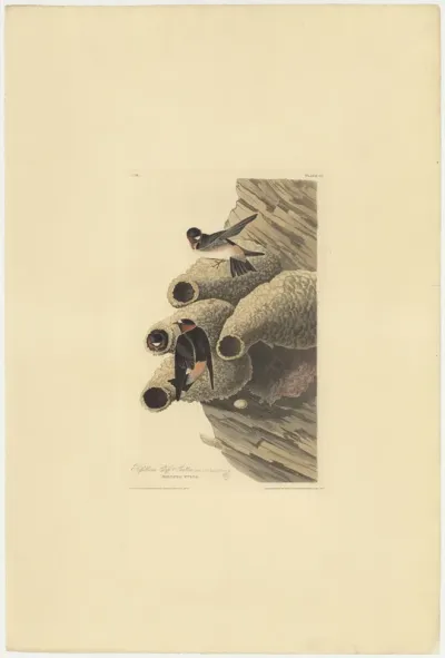 Republican Cliff Swallow