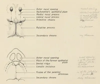 Respiratory system