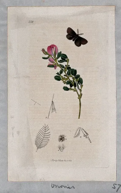 Rest-harrow plant (Ononis arvensis) with an associated moth and its anatomical segments