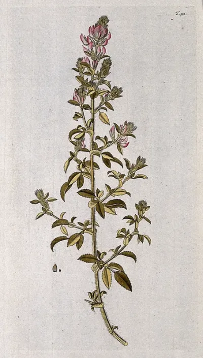 Restharrow (Ononis hircena Jacq.): flowering stem with separate fruit
