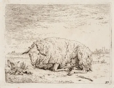 Resting Sheep