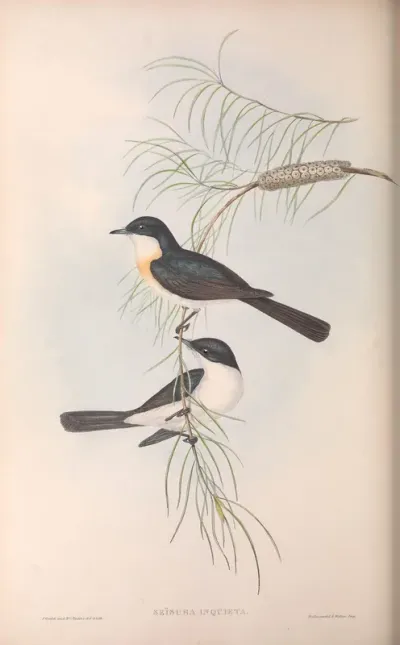 Restless Flycatcher