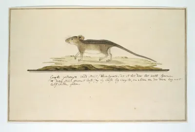 Rhabdomys pumilio (Four-striped grass mouse)