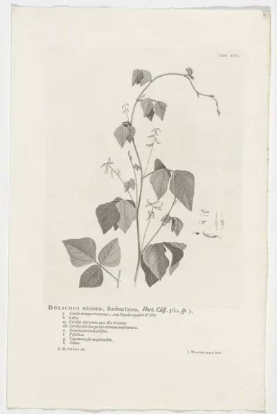 Rhynchosia minima