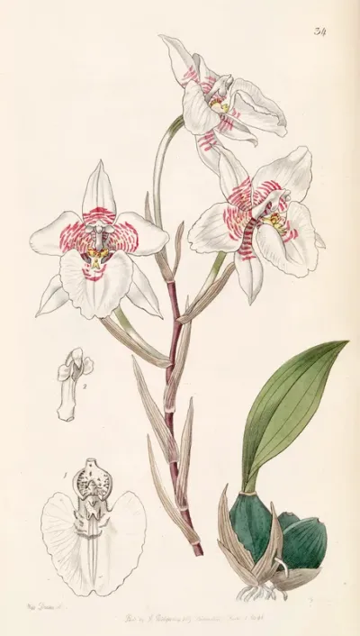 Rhynchostele cervantesii (as syn. Odontoglossum membranaceum)