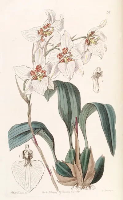 Rhynchostele cervantesii