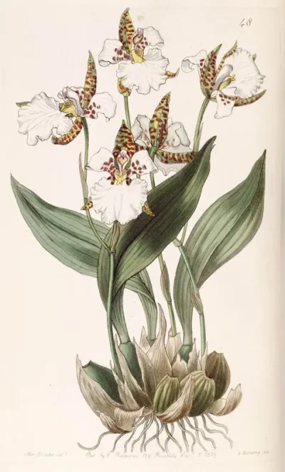 Rhynchostele rossii