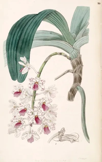 Rhynchostylis gigantea subsp. violacea (as syn. Vanda violacea)