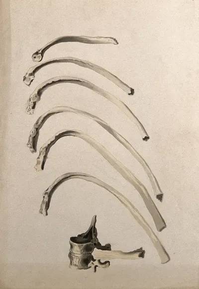 Ribs and vertebrae: seven figures