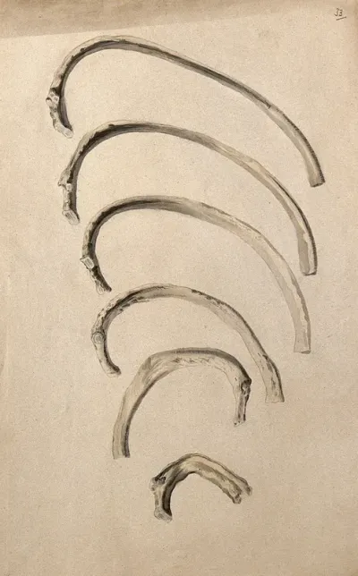 Ribs: six figures