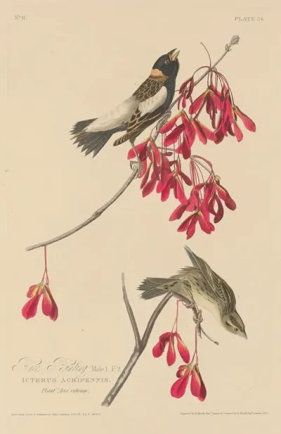 Rice Bunting