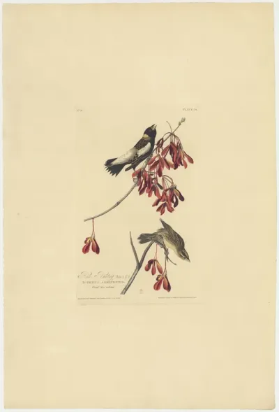 Rice Bunting