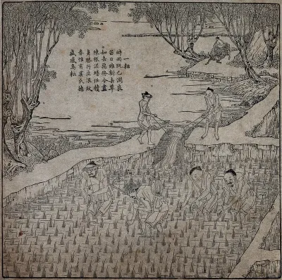 Rice cultivation: four men transplanting rice seedlings (?) in a paddy field, while behind them two men irrigate the field