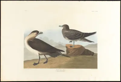 Richardson's Jager