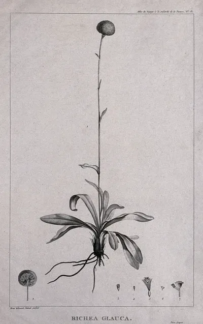 Richea glauca: flowering stem with floral segments