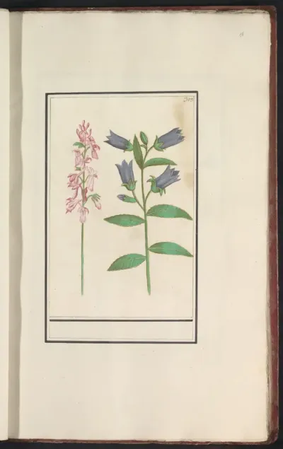 Ridderspoor (Delphinium) en klokje (Campanula)