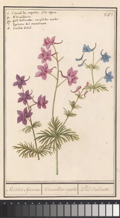 Ridderspoor (Delphinium)