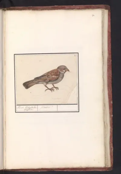 Rietgors (Emberiza schoeniclus)