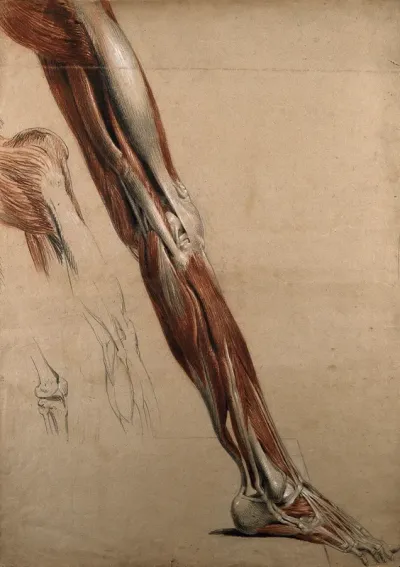 Right écorché leg and foot (life-size), showing the bones, muscles and tendons, with three sketches of the knee joint