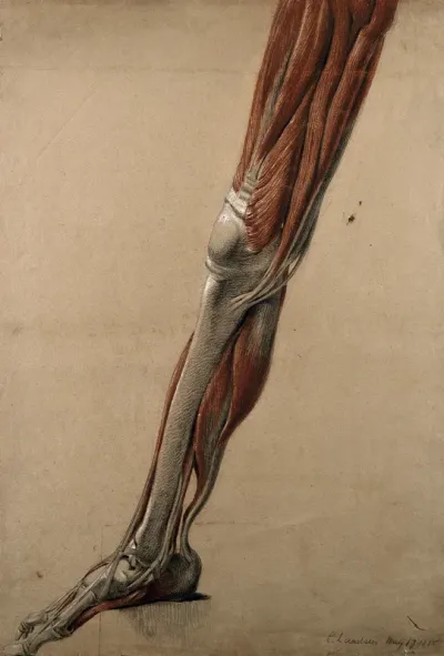 Right écorché leg and foot (life-size), showing the bones, muscles and tendons