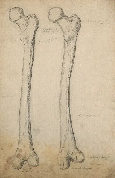 Right femur (thigh-bone), back view: two figures