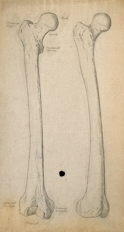 Right femur (thigh-bone), front view: two figures