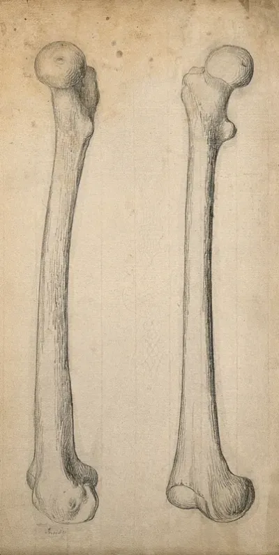 Right femur (thigh-bone), left side view: two figures