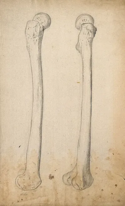 Right femur (thigh-bone), right side view: two figures