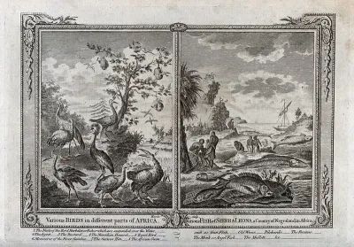 Right, various indigenous birds of Africa; left, various indigenous fish of Sierra Leone