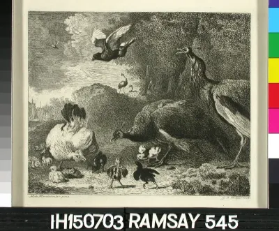 Riikinkukko ja kananpoikia