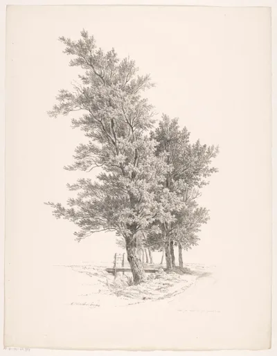 Rij bomen