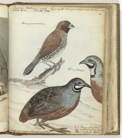 Rijstvogel en Javaanse kwakkels