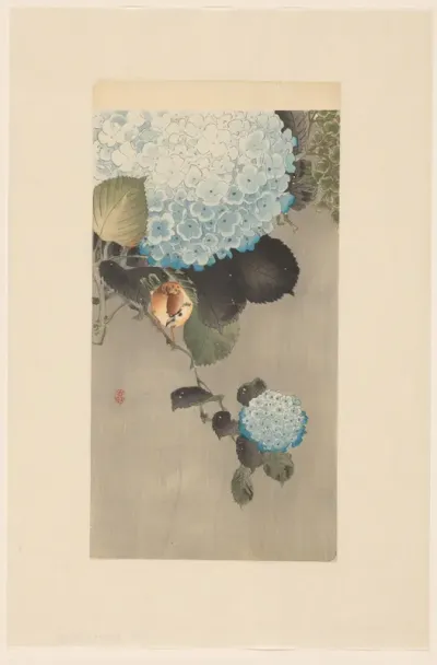 Ringmus en hortensia