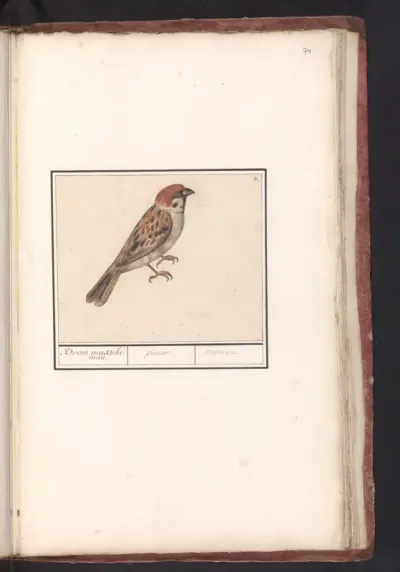 Ringmus (Passer montanus)