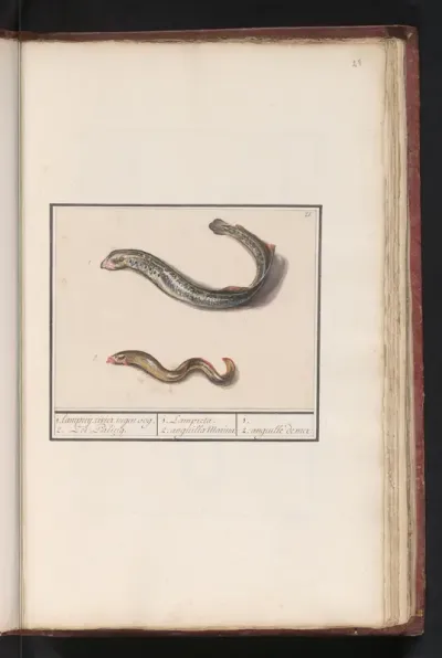 Rivierprik (Lampetra fluviatilis) en zeepaling (Congridae)