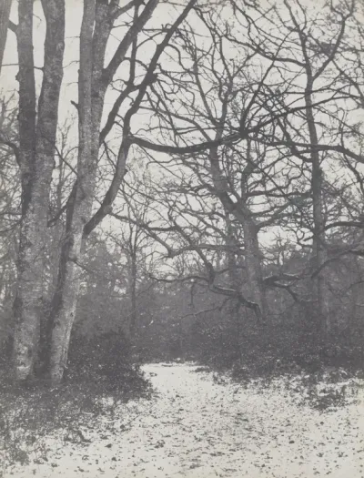 Road in the Forest
