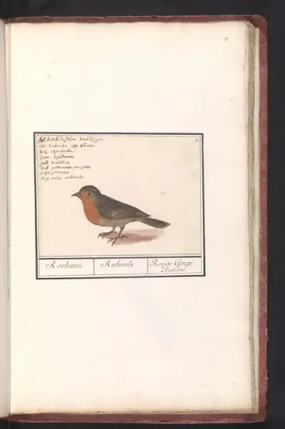 Robin (Erithacus rubecula)