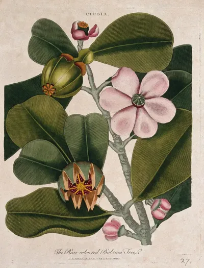 Rock balsam plant (Clusia rosea): flowering and fruiting branch