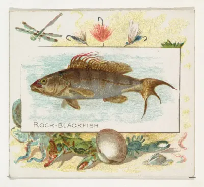 Rock Blackfish, from Fish from American Waters series (N39) for Allen & Ginter Cigarettes