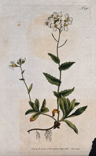 Rock or wall cress (Arabis alpina): flowering stem