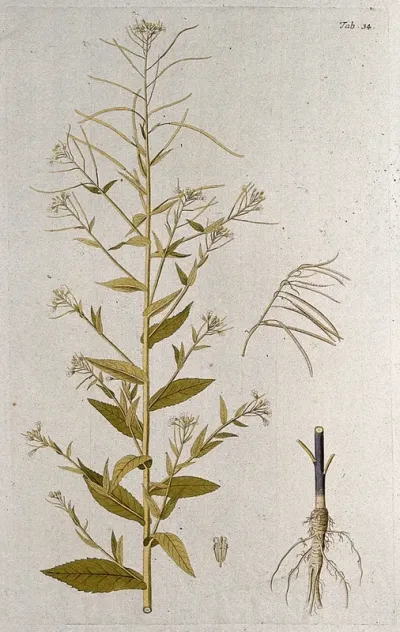 Rock or wall cress (Arabis pendula L.): flowering and fruiting stem with separate root, fruit and flower