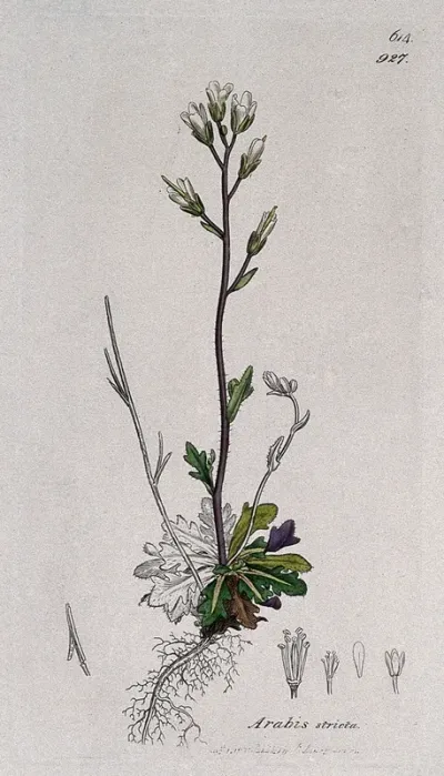 Rock or wall cress (Arabis stricta): flowering stem, root and floral segments