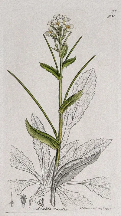Rock or wall cress (Arabis turrita): flowering stem, leaves and floral segments