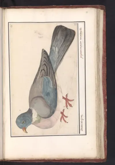 Rock Pigeon
