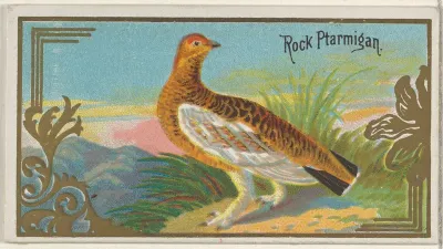 Rock Ptarmigan, from the Game Birds series (N13) for Allen & Ginter Cigarettes Brands