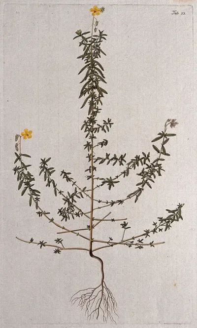 Rockrose (Cistus angustifolius): entire flowering plant