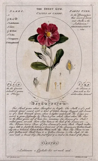Rockrose (Cistus ladanifer L.): flowering stem and separate floral segments and a description of the plant and its uses