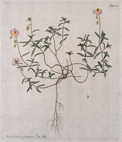 Rockrose (Cistus roseus Jacq.): entire flowering plant with separate fruit