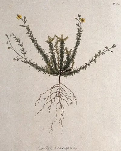 Rockrose (Helianthemum laevipes): entire flowering and fruiting plant